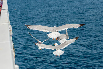 Seagull in flight over the sea in Greece.