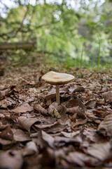 A lonely mushroom on the autumn forest floor in Bulgarian forest.