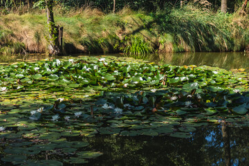 Nymphaeaceae commonly called water lilies growing on a small pond