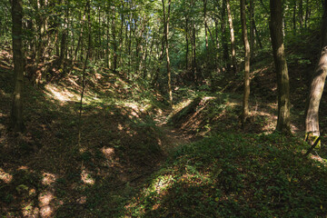 The natural landscape of loess gullies in a forest in Poland