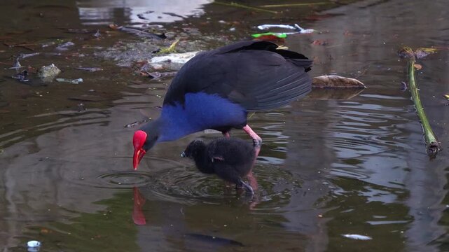 An Australasian swamphen (Porphyrio melanotus) with striking red frontal shield, wading in murky water alongside a small chick, close up shot.