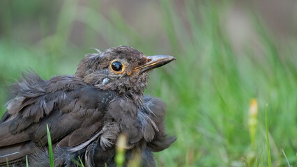 Weibliche Amsel in der Mauser – Nahaufnahme