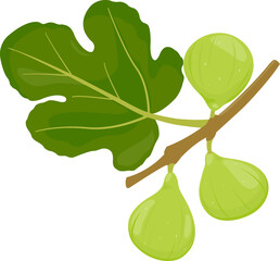 Fig tree branch. Figs, sweet fresh edible fruit of the fig tree. Green-skinned fruit growing on a branch. Ripe green juicy fig fruits and leaf. Vector illustration