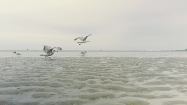 Seagulls gather on Ogunquit beach in Maine at low tide under an overcast foggy sky, flying into the frame and landing, picking up crabs.