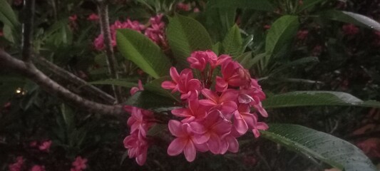pink and white flower 