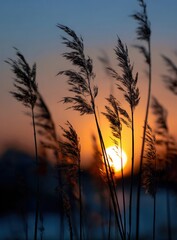 A vast field of tall grass is gently swaying in the wind during sunset