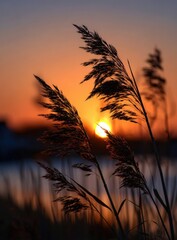 A vast field of tall grass is gently swaying in the wind during sunset