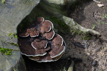 Brown fungi growing on tree roots. Natural forest scene with moss and soil.