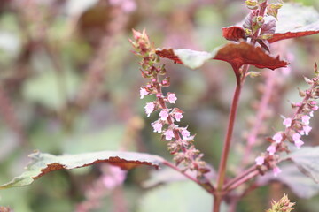 赤紫蘇の花の写真