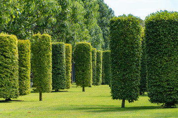 Neatly trimmed hedge of European or common hornbeam (Carpinus betulus) in Krasnodar or Galitsky city landscape park. Cylindrically trimmed trees form symmetrical green path across lush lawn.