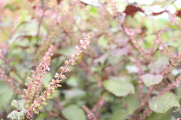 赤紫蘇の穂の写真