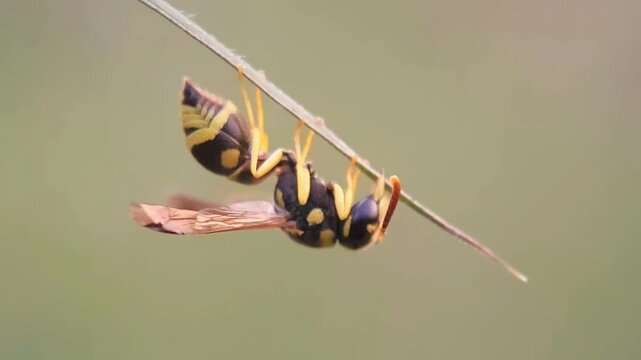 Aesthetic Stock Video: Polistes Wasp (Vespidae) Clinging to a Leaf Top Against a Bokeh Green Background | Detailed Macro Footage of Nature