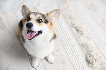 Cute Welsh Corgi on floor at home, above view. Space for text