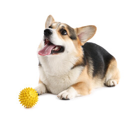 Cute Welsh Corgi on white background. Adorable pet