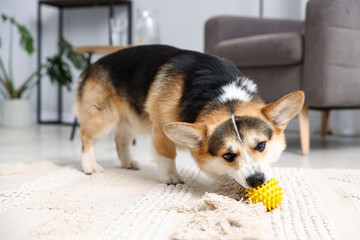 Cute Welsh Corgi playing with toy on floor at home