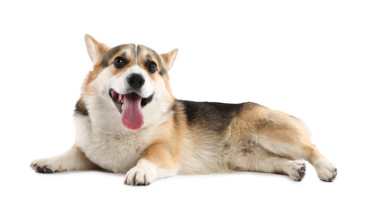 Cute Welsh Corgi on white background. Adorable pet
