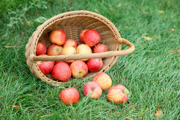 Fresh ripe apples in wicker basket on green grass outdoors, space for text
