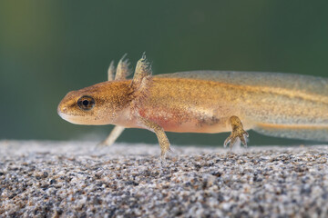 A newt larva at the bottom of a mountain stream