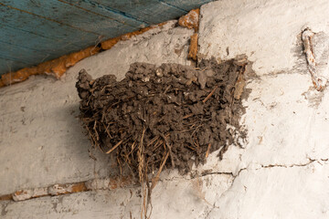 Naklejka premium Swallow's nest on an old farm