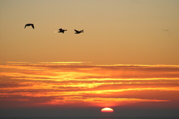 geese flying during sunrise