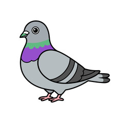 Pigeon