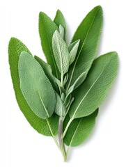 Overhead shot of vibrant sage leaves on a white background