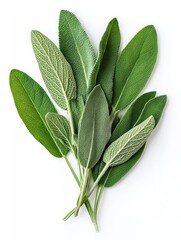 Close-up of fresh green sage leaves on white