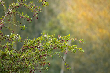 Zwei Stieglitze auf Beerenbusch in Herbstsonne