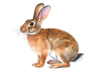 Obraz premium Watercolor illustration of a brown rabbit
