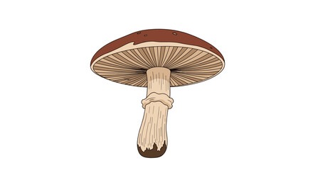 A large brown mushroom with a thick stem stands tall on a white background.