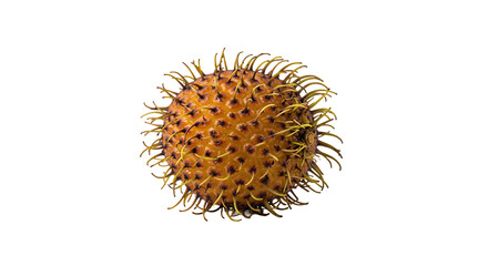 Vibrant Rambutan Fruit with Pixel Sorting Digital Art Effect