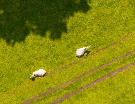 Aerial view of two sheep resting peacefully on a vibrant green field crisscrossed by earthy tracks, under the cool shadow of a tree, Horsham, England, United Kingdom.