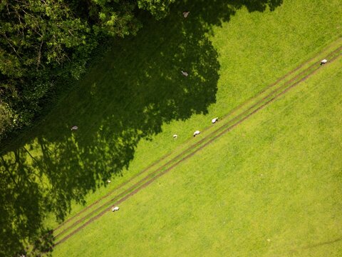 Aerial view of sheep grazing in a lush green field bisected by parallel tracks, contrasting with the dark shadows of trees, Horsham, England, United Kingdom.