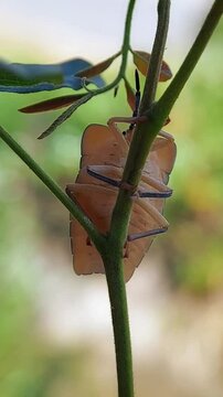 Ventral View of a Shield Bug Nymph (Pentatomidae family) Resting on a Plant Stem in FHD