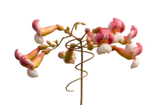 Delicate pink and orange bleeding heart flowers on a thin stalk isolated on transparent background