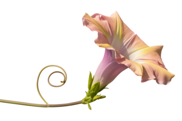 Delicate pink and peach morning glory flower with curly stem isolated on transparent background