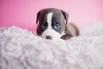 timid shy scared puppy n a soft fluffy blanket against a pastel pink background.