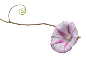 Delicate pink and white morning glory flower with a swirling vine isolated on transparent background