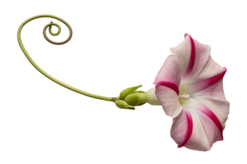 Delicate pink and white morning glory flower with swirling vine isolated on transparent background