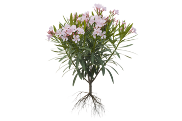 Delicate pink and white oleander flowers with green leaves and intricate roots isolated on transparent background