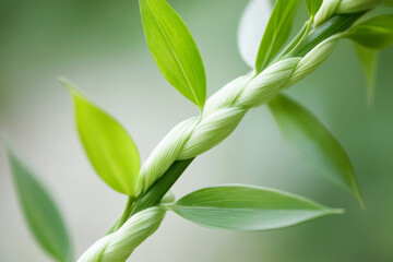 Obraz premium Close up of green plant stem with leaves fresh and healthy natural environment detailed texture of plant fibers vibrant green color soft background botanical eco friendly sustainable organic