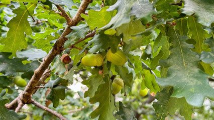 Green acorns hanging from an oak tree branch surrounded by lush green leaves. The scene captures the essence of nature and growth