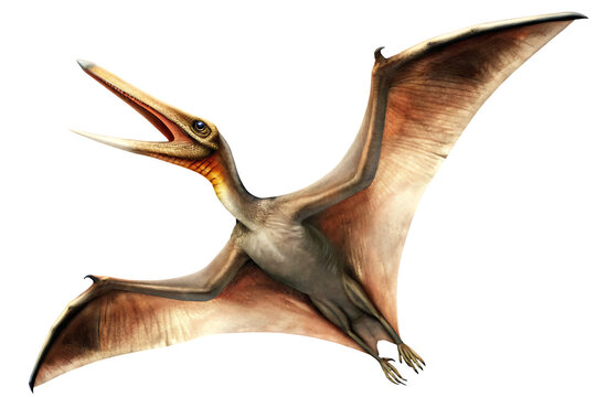 pteranodon isolated on white background, png, ai generated