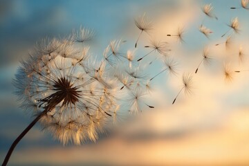 A close-up of a dandelion in the wind scattering seeds against a sunset sky
