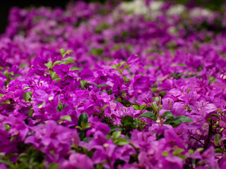 Obraz premium Stunning Pink Bougainvillea Carpet - Dense Flowering Plant Coverage in Tropical Landscape Design.