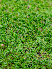 Beautiful lush green grass lawn texture background - perfect Malaysian grass field for nature backdrop and landscape design concepts.