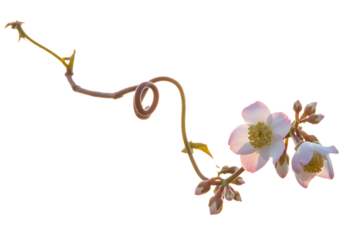 Delicate pink hellebore flowers and vine isolated on transparent background