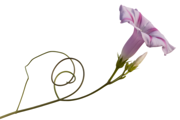 Delicate pink morning glory flower with bud and tendril isolated on transparent background