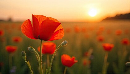 Obraz premium poppy field in summer