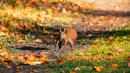 Eichhörnchen springt in herbstlicher Atmosphäre direkt auf die Kamera zu